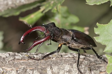 Stag beetle (Lucanus cervus), male, Lake Kerkini area, Greece, Europe