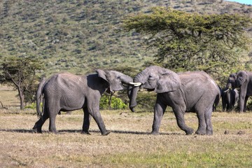Naklejka na ściany i meble African Bush Elephant (Loxodonta africana), two young bulls fighting each other, Masai Mara National Reserve, Kenya, East Africa, Africa, PublicGround, Africa