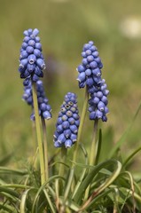 Grape Hyacinth (Muscari sp.), in a garden in Untergroeningen, Baden-Wuerttemberg, Germany, Europe
