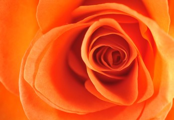 Close-up of a Rose (Rosa)