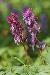 Hollowroot (Corydalis cava), spring flower growing in a forest