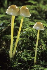 Yellowleg bonnets (Mycena epipterygia)