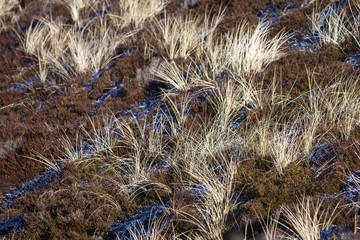 Marram grass between heather in winter, Sylt, North Frisian Islands, Schleswig-Holstein, Germany, Europe