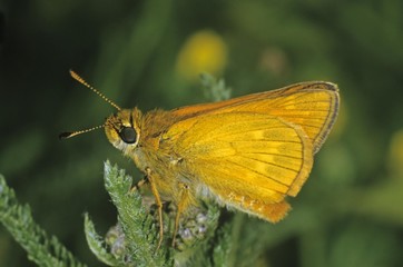 Rust coloured Large Skipper Butterfly (Ochlodes venatus)