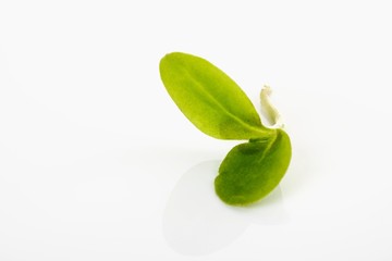 Borage (Borago officinalis), cotyledons
