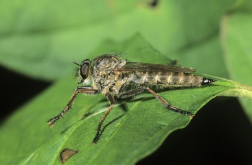 Robber fly (Machimus sp.)