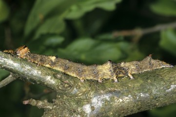 Large Astiodes sponsa caterpillar, well camouflaged caterpillar on a twig of its feeding plant the oak