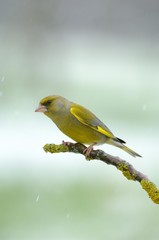 Fototapeta premium Greenfinch (Carduelis chloris), male