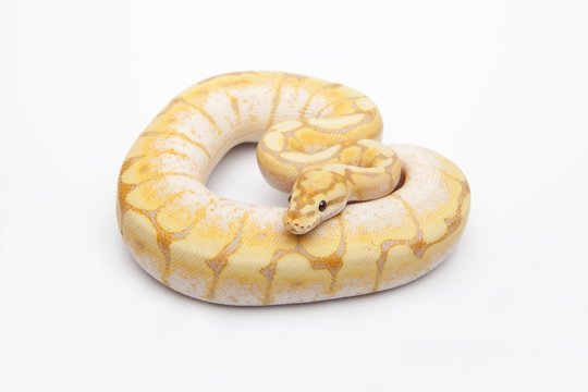 Spider CG Ball Python or Royal Python (Python regius), male