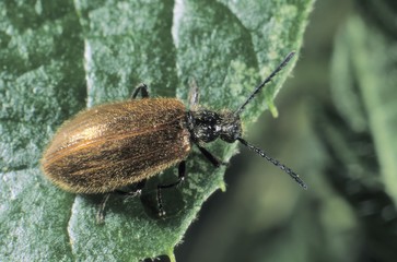 Darkling Beetle (Lagria hirta)