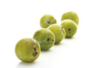 Greengages (Prunus italica)