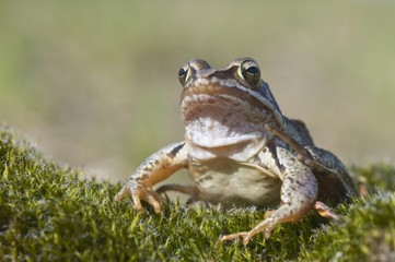 Moor frog (Rana arvalis), Emsland, Germany, Europe