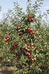 Apple orchard, red apples on the tree