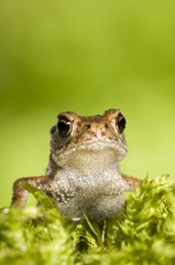 Young Common Toad (Bufo bufo)