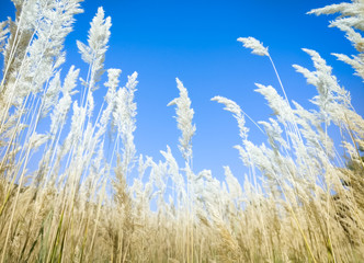 The Plateau Autumn Scene