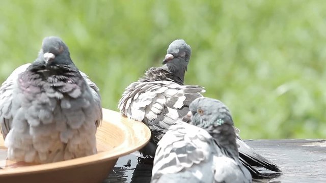 homing pigeon bathing in water bowl