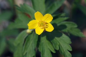 Flowering Yellow Anemone (Anemone ranunculoides)