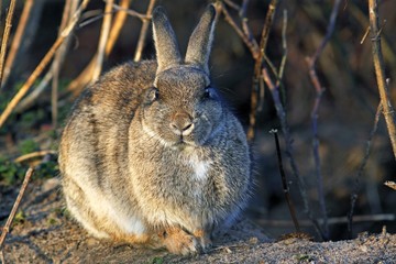 European Rabbit (Oryctolagus cuniculus) basking in the morning light in front of the burrow's entrance