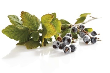 Flowering Currant or Red-flowering Currant (Ribes sanguineum)