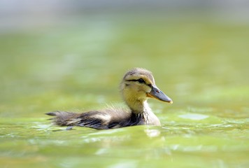 Mallard Duckling (Anas plathyrrhynchos) swimming on a pond