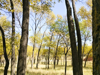 The Plateau Autumn Scene