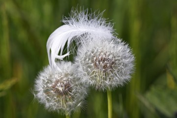 Fototapeta premium White mute swan feather on Common Dandelion clocks, blowballs (Taraxacum officinale)
