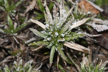Moss phlox (Phlox subulata), rosette of leaves with first hoar frost, Untergroeningen, Baden-Wuerttemberg, Germany, Europe