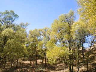 The Plateau Autumn Scene