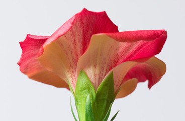Red China rose Hibiscus