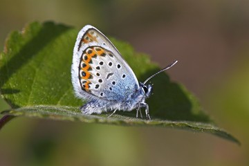 Male Silver-studded Blue (Plebejus argus) (Plebeius argus) butterfly