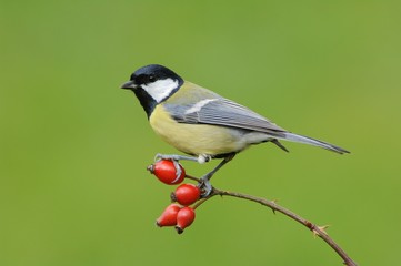 Obraz premium Great Tit (Parus major)