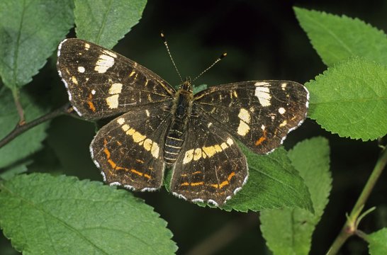 Map butterfly (Araschnia levana), second or summer generation individual