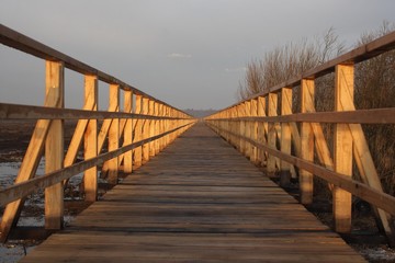 Obraz premium Lake Federsee boardwalk, morning mood, Lake Federsee area, reeds, Biberach district, Upper Swabia, Baden-Wuerttemberg, Germany, Europe