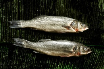 European Seabass (Dicentrarchus labrax) on banana leaves