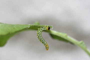 Larva of the Sawfly (Craesus septentrionalis)