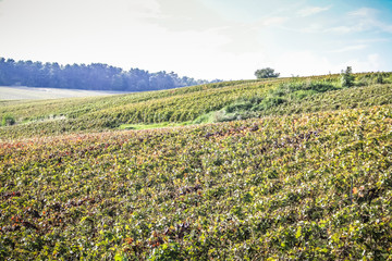Vignoble de Champagne