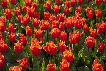 Bed of red Tulips (Tulipa)