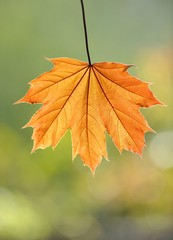 Maple leaf (Acer)