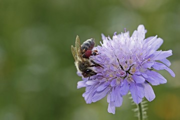 Honey bee (Apis sp.), on a Field Scabious (Knautia arvensis), Baden-Wuerttemberg, Germany, Europe