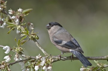 Bullfinch (Pyrrhula pyrrhula), female on a blossoming cherry tree, Untergroeningen, Baden-Wuerttemberg, Germany, Europe