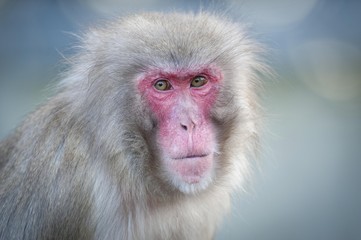Red-faced Macaque (Macaca fuscata), portrait, captive