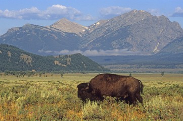 Bison (Bison bison) in front of the Grand Teton Mountains, United States, North America