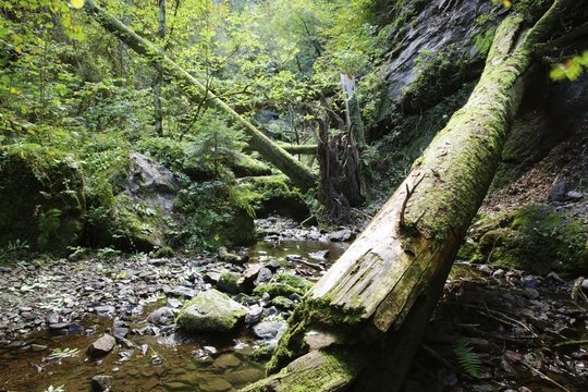 Dead wood in Lotenbachklamm gorge, Black Forest, Wutachschlucht nature reserve, Baden-Wuerttemberg, Germany, Europe