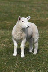 Lamb, Domestic Sheep (Ovis ammon f. Aries), Schleswig-Holstein, Germany, Europe