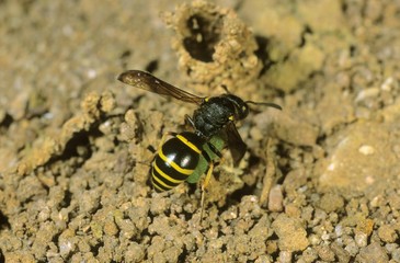 Spiney Mason Wasp (Odynerus spinipes) bringing insect larva to the nest