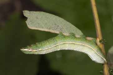 Pale Prominent (Pterostoma palpina), caterpillar in shock position on a willow leaf, Untergroeningen, Baden-Wuerttemberg, Germany, Europe