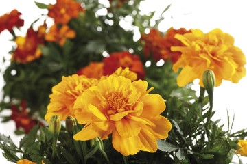 Tagetes