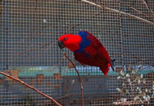 female eclectus parrot