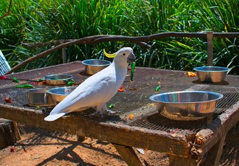 Sulphur crested cockatoo eating a green chilli pepper