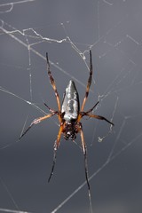 Palm spider, La Digue Island, Seychelles, Indian Ocean, Africa